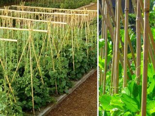 100 x 2ft (60cm) Bamboo canes