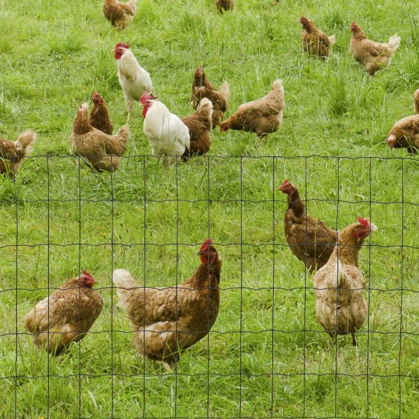 61cm x 1000cm Chicken Wire Mesh, Foldable PVC Coated Fences, for Garden, Green - Image 2