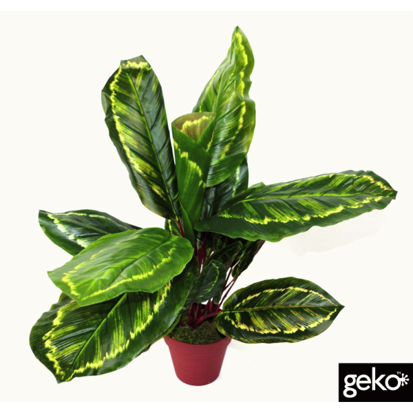 Artificial Medium 50cm Calathea Veitchiane Plant