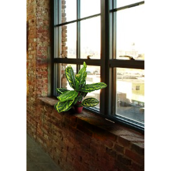 Artificial Medium 50cm Calathea Veitchiane Plant - Image 2