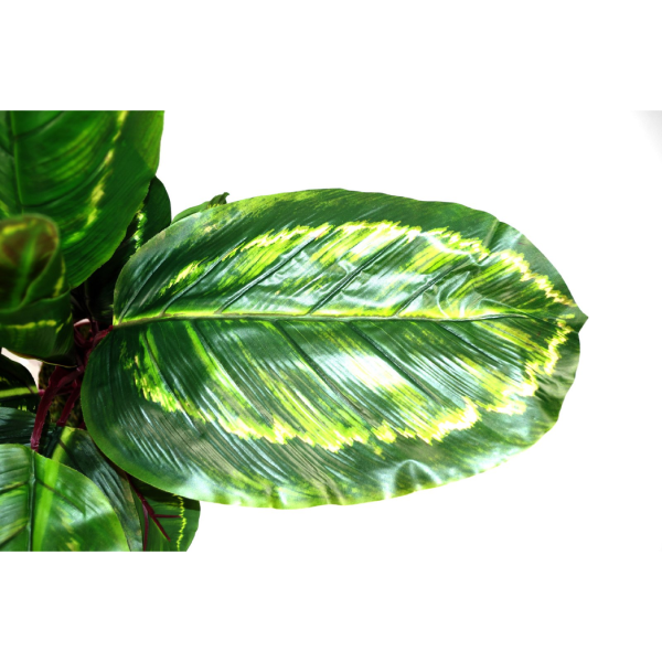 Artificial Medium 50cm Calathea Veitchiane Plant - Image 4