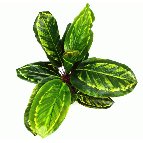 Artificial Medium 50cm Calathea Veitchiane Plant - Image 5