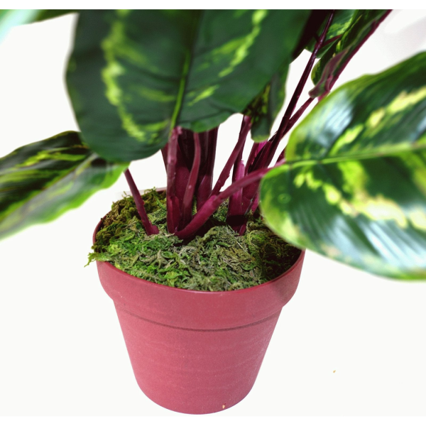 Artificial Medium 50cm Calathea Veitchiane Plant - Image 6