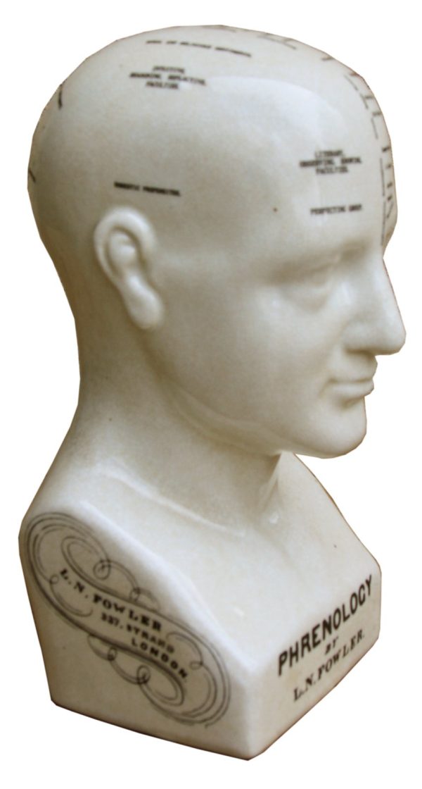 Medium Ceramic Phrenology Head, 25cm - Image 5