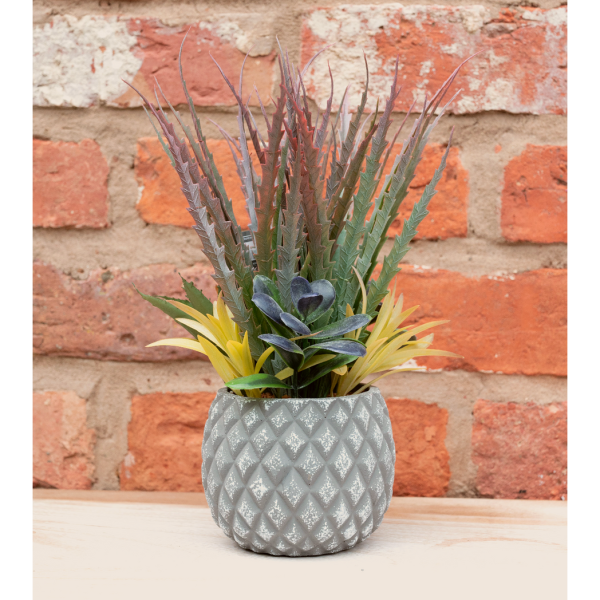 Succulents in Small Lattice Design Grey Pot - Image 3