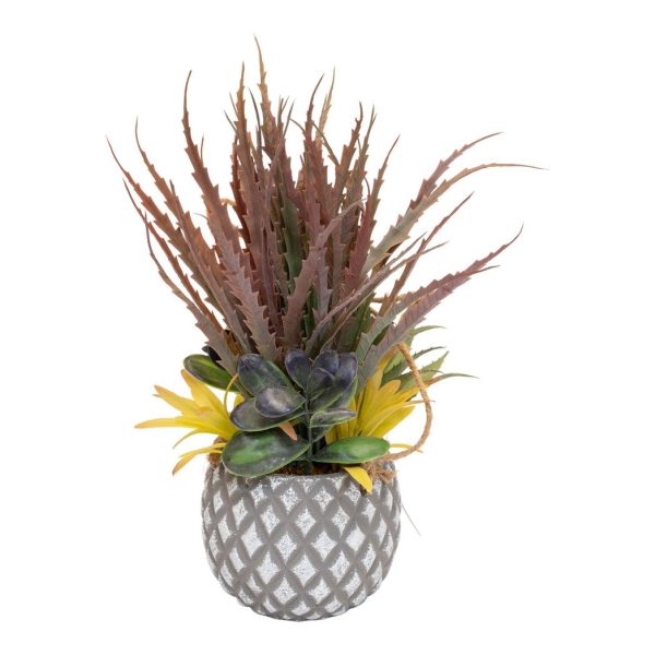 Succulents in Small Lattice Design Grey Pot - Image 4