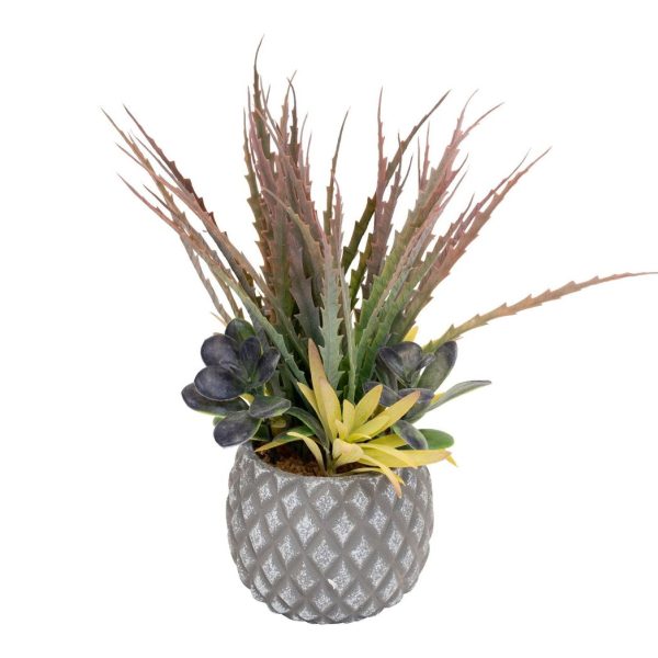 Succulents in Small Lattice Design Grey Pot - Image 5