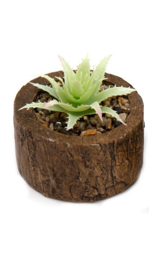 Bark Effect Pot and Succulent - Image 4