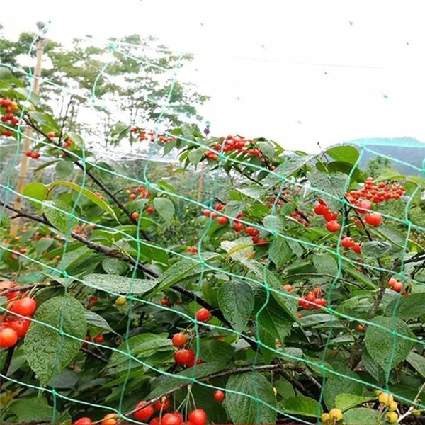 GARDEN NETTING ANTI BIRD VEG FRUIT PLANT POND NET PROTECTION WATER. VARIATION[Birds,1 X PCS,2 X 10 M] - Image 4